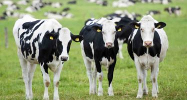 Strong Rise in Dairy Prices Turns Kiwi Dollar Bullish