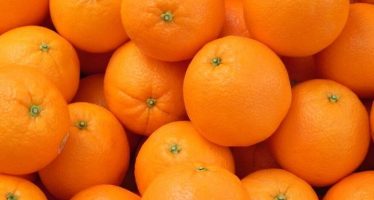 IBM Trials Blockchain Platform For Shipping Oranges