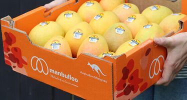 Australia’s Manbulloo to Track Mango Produce Using Blockchain